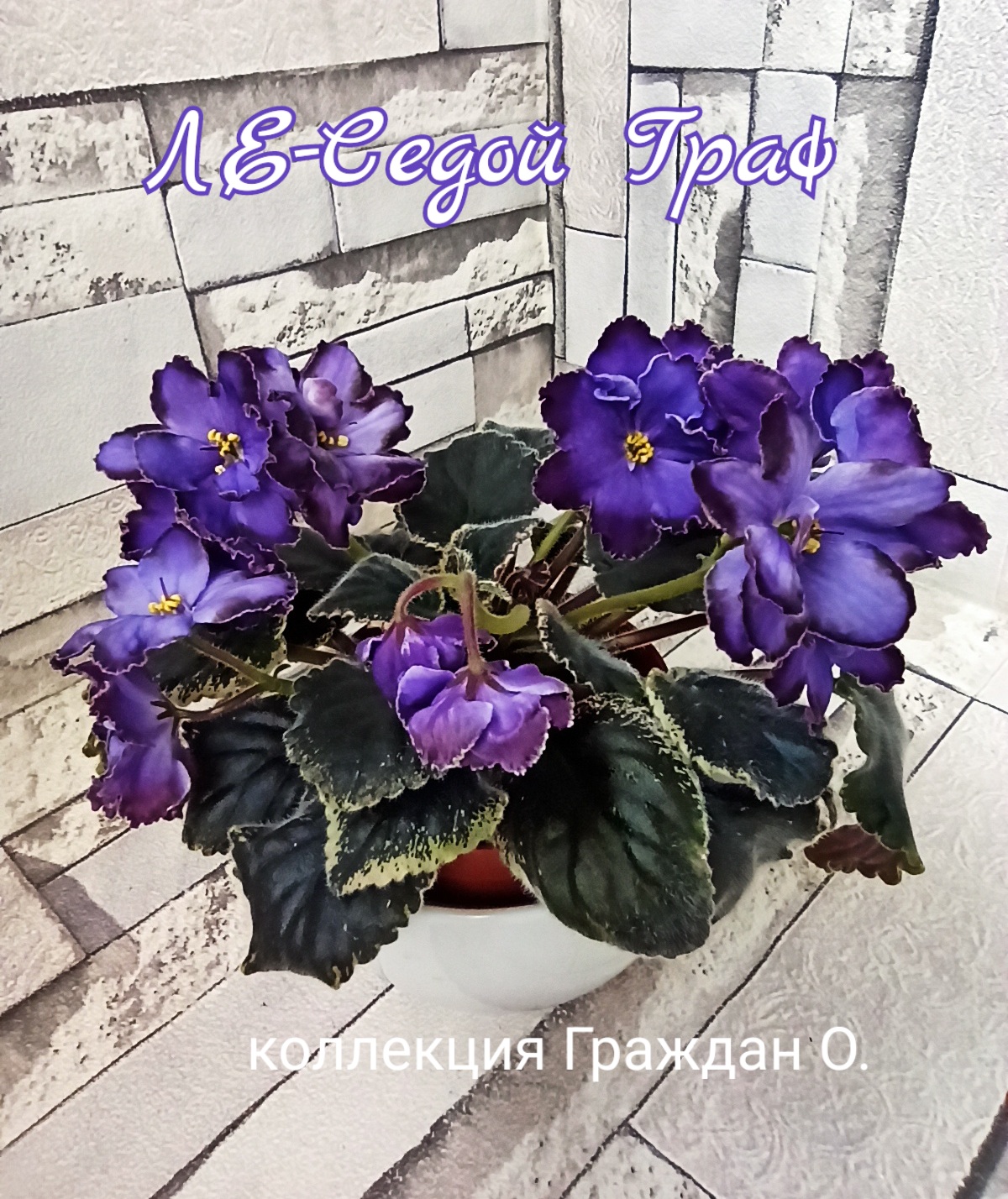 ЛЕ-Седой Граф