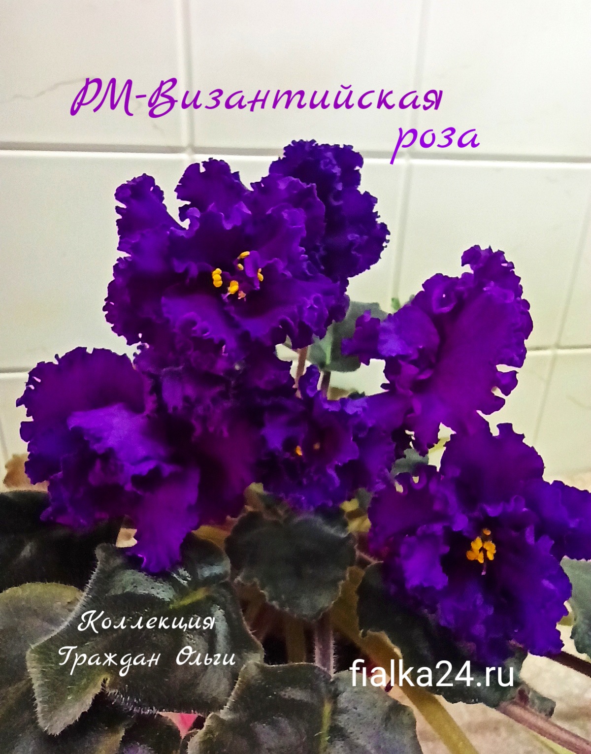 РМ-Византийская роза