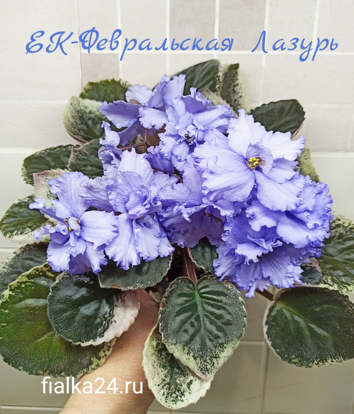 ЕК-Февральская Лазурь