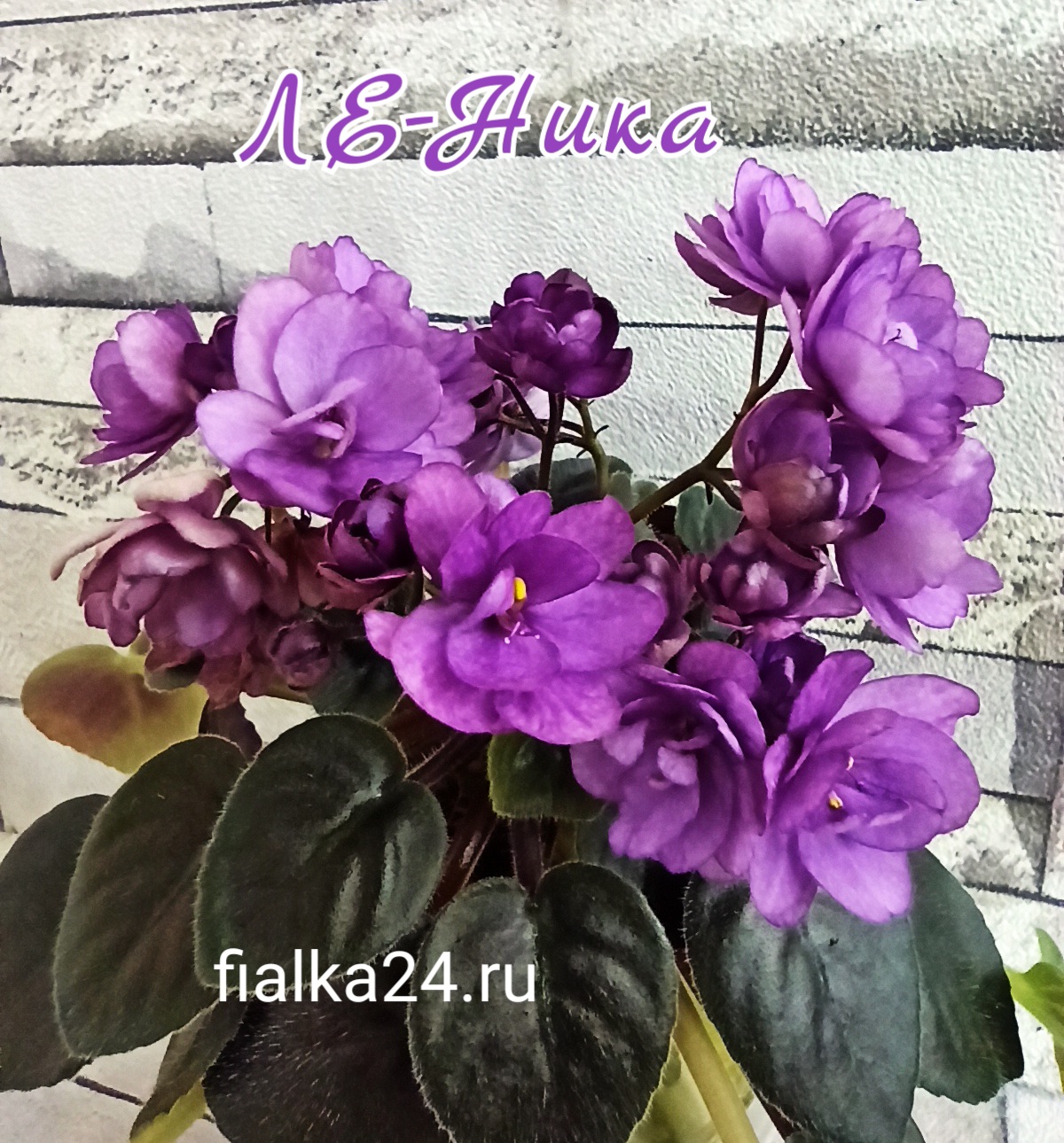 ЛЕ-Ника