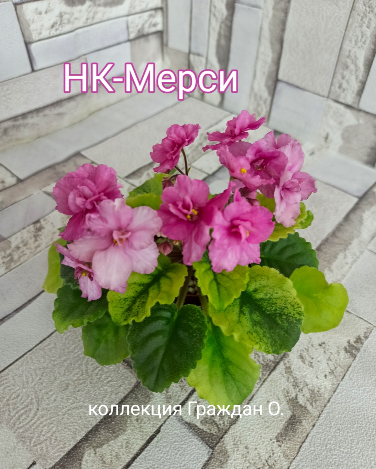 НК-Мерси