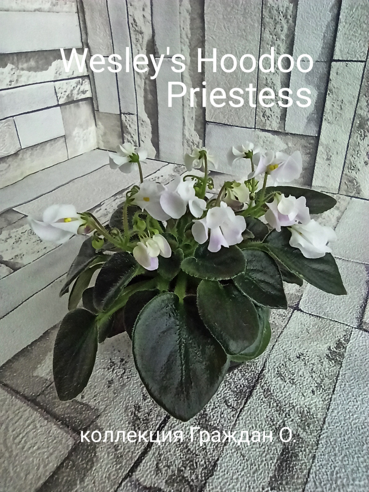 Wesley's Hoodoo Priestess (Carter)