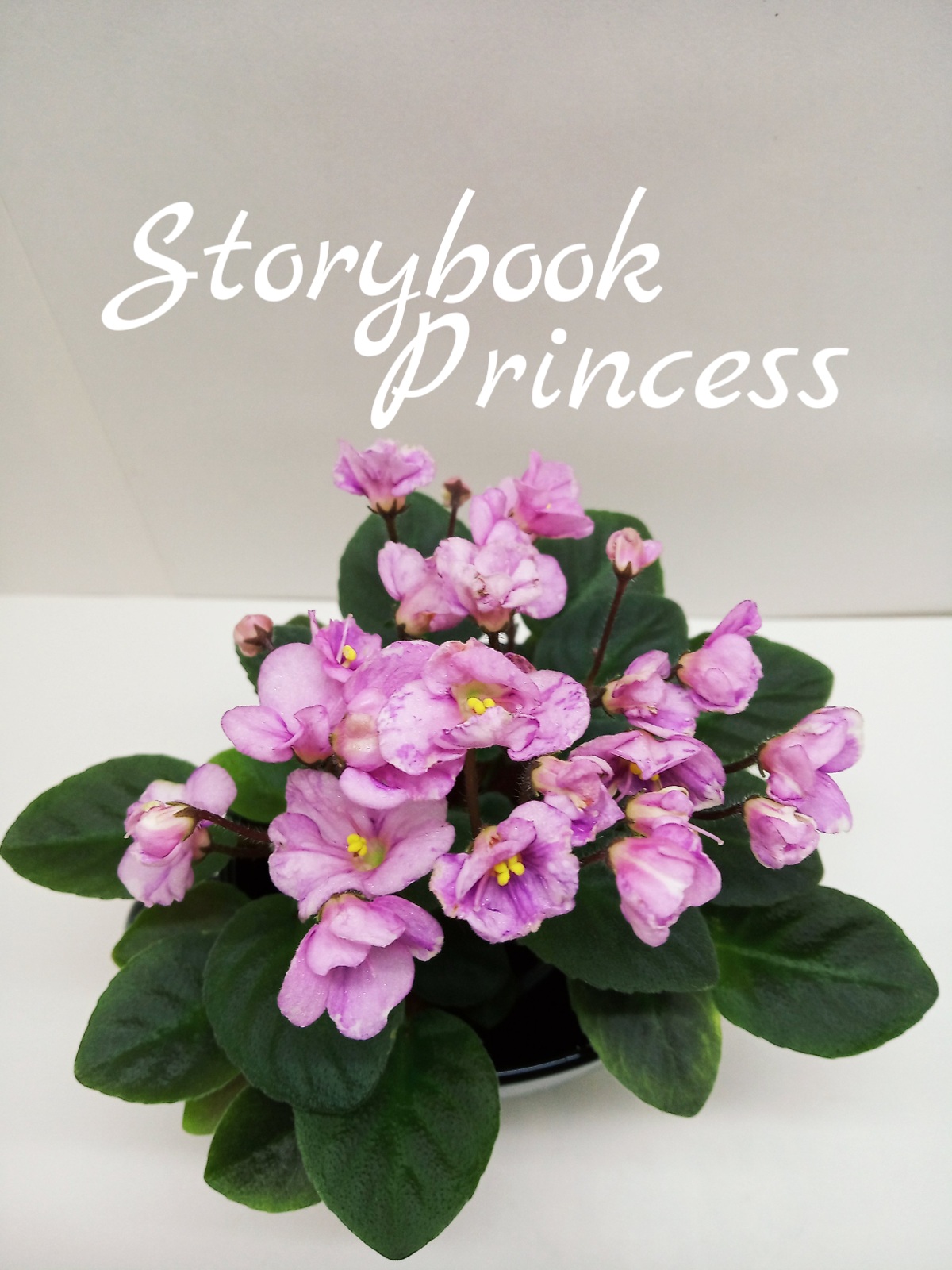 Storybook Princess (LLG/Sorano)