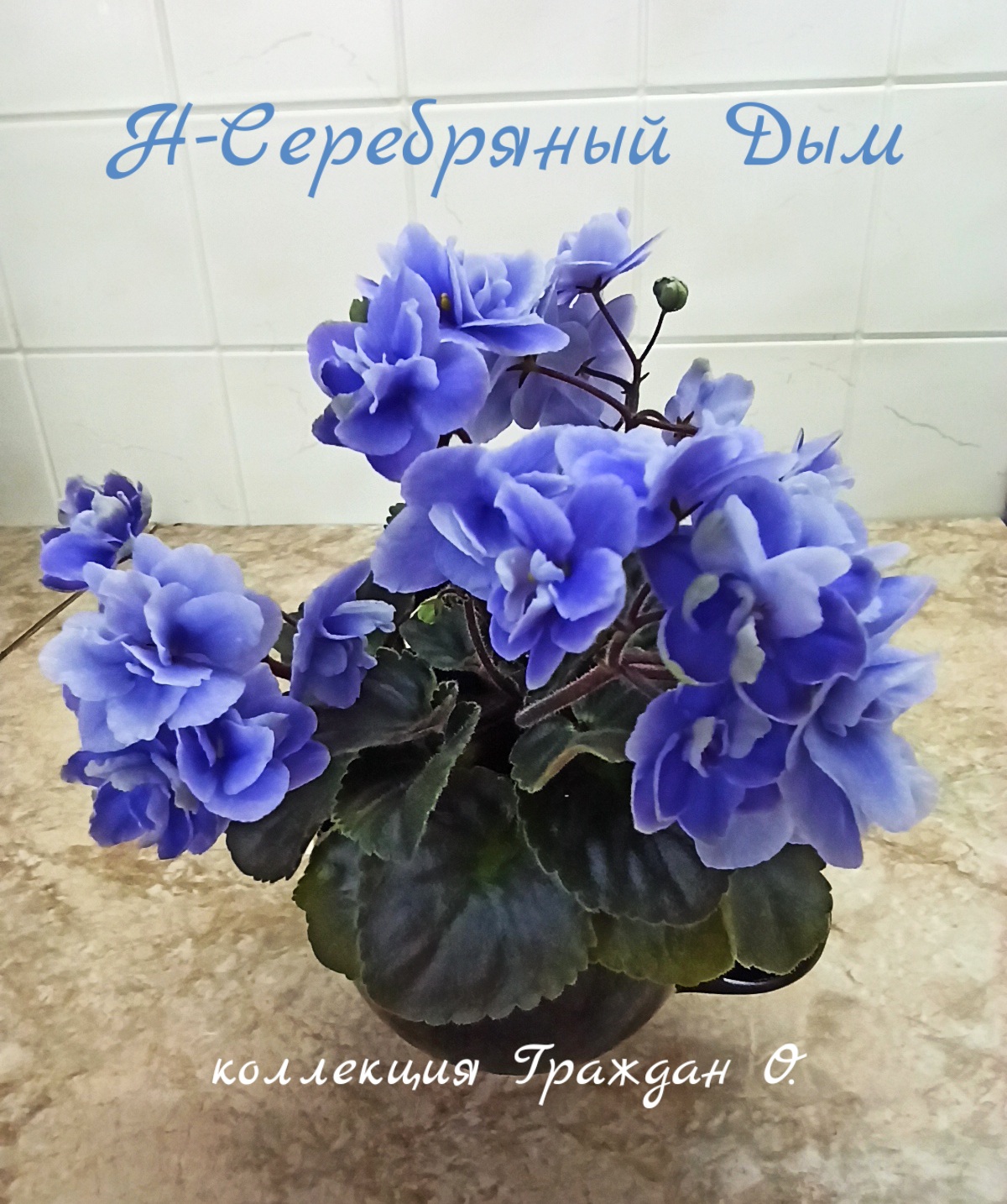 Н-Серебряный Дым