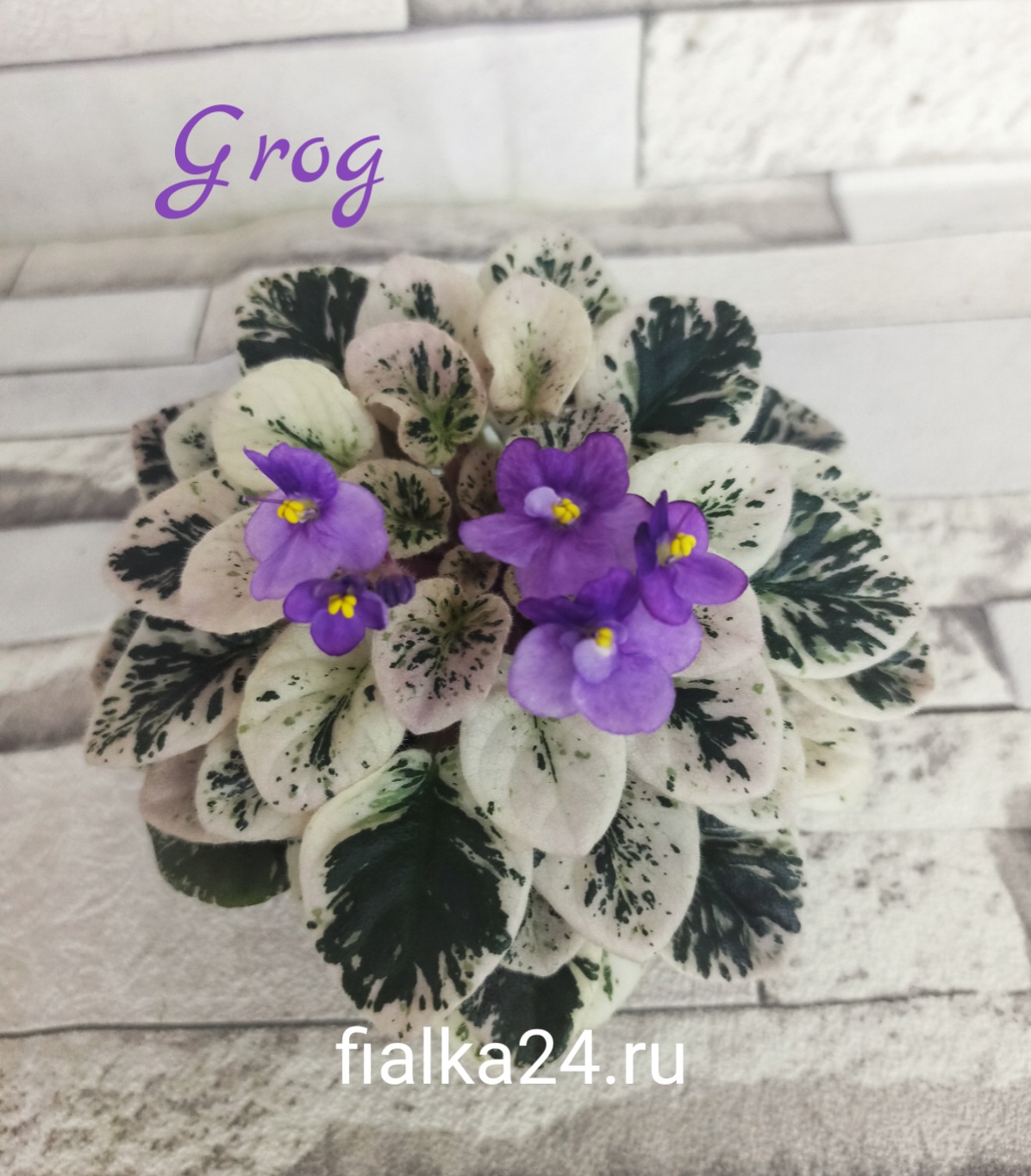 Grog (Pittman)