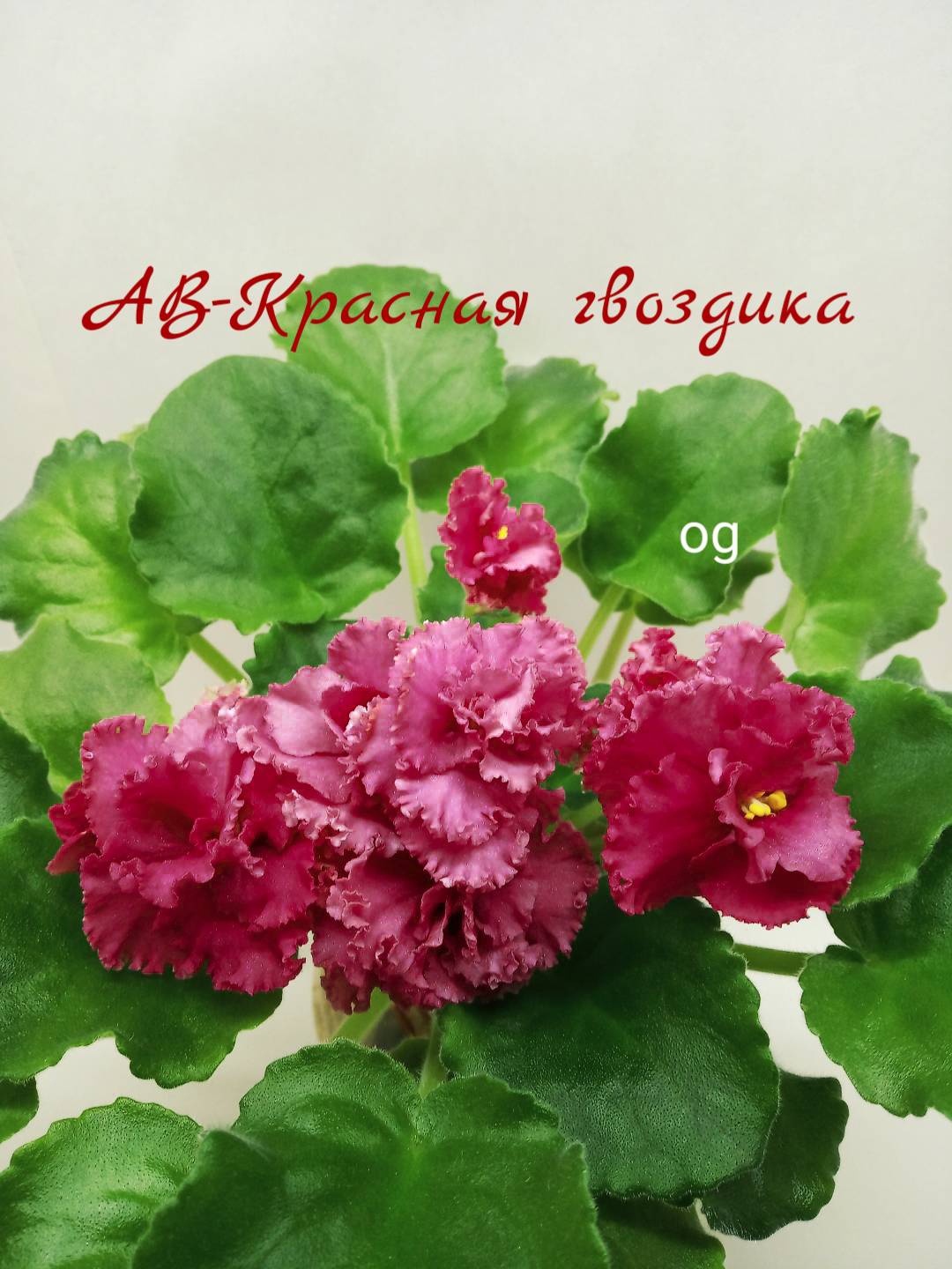 АВ-Красная гвоздика 