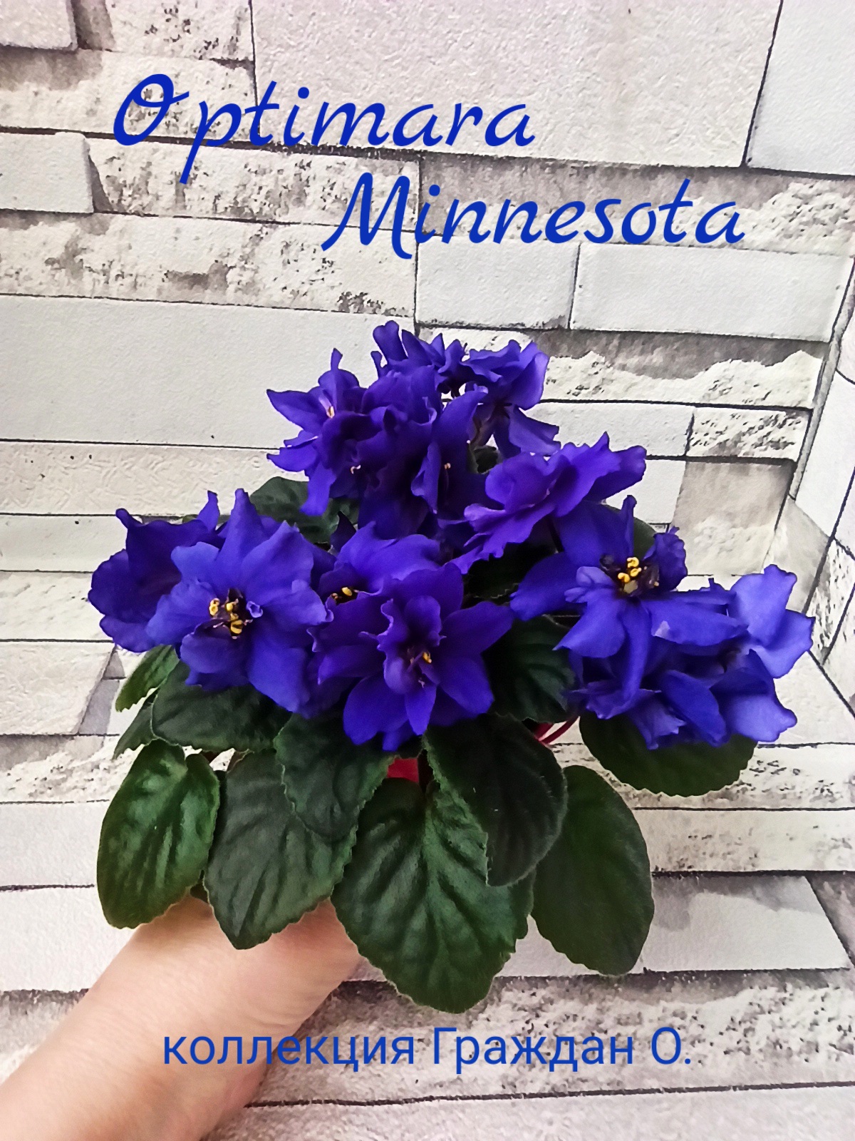 Optimara Minnesota (Holtkamp)