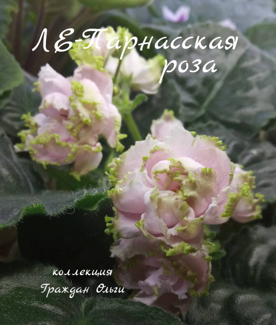 ЛЕ-Парнасская роза