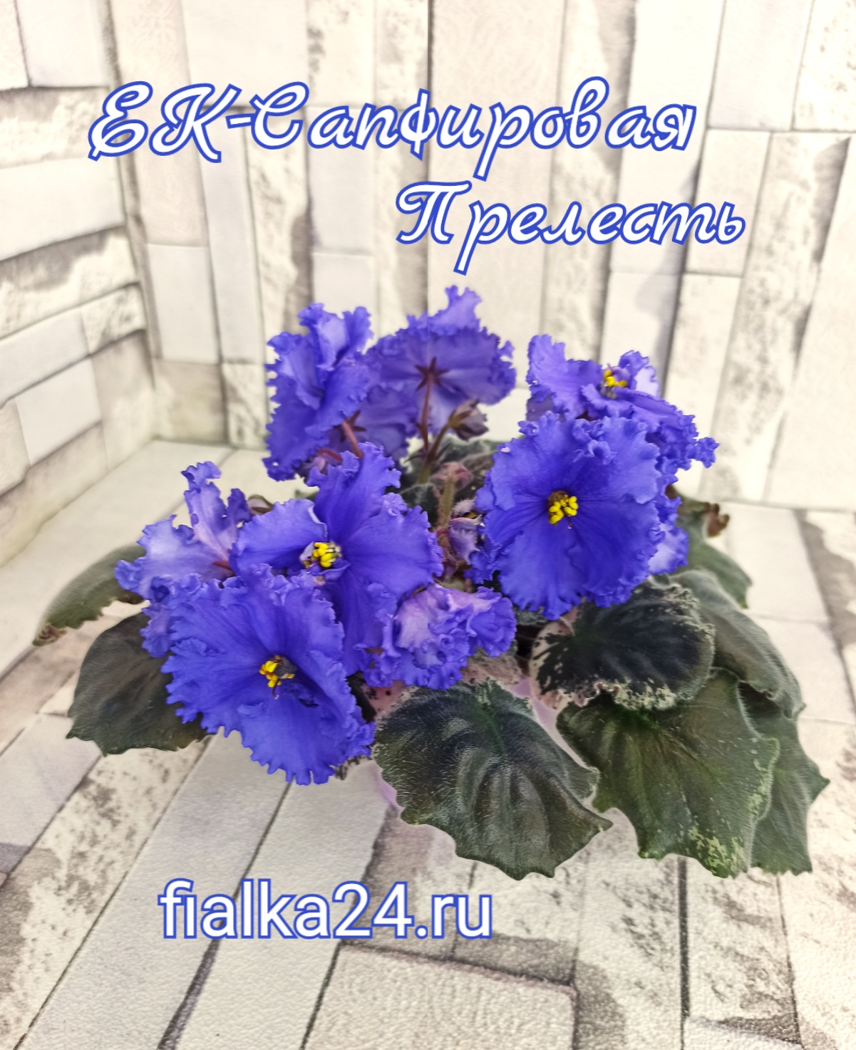 ЕК-Сапфировая прелесть