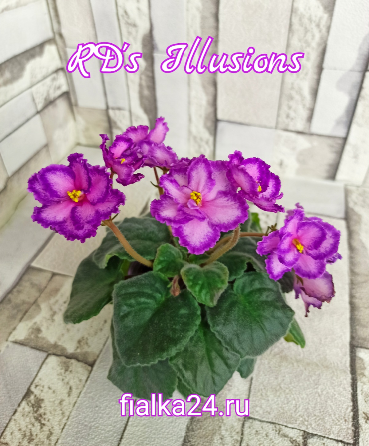 RD’s Illusions (R&D.Townsed)