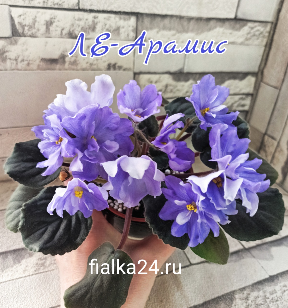 ЛЕ-Арамис