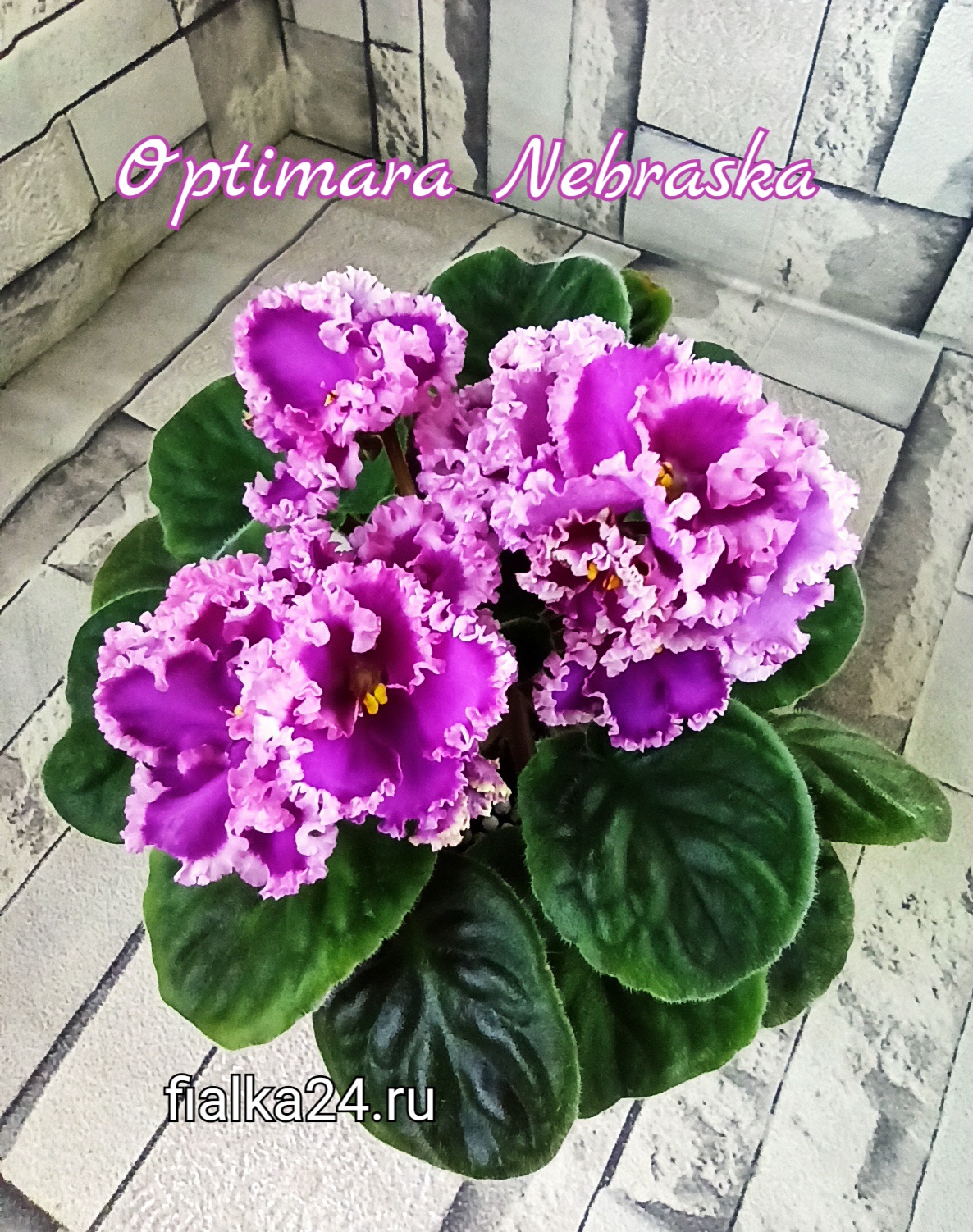 Optimara Nebraska (Holtkamp)
