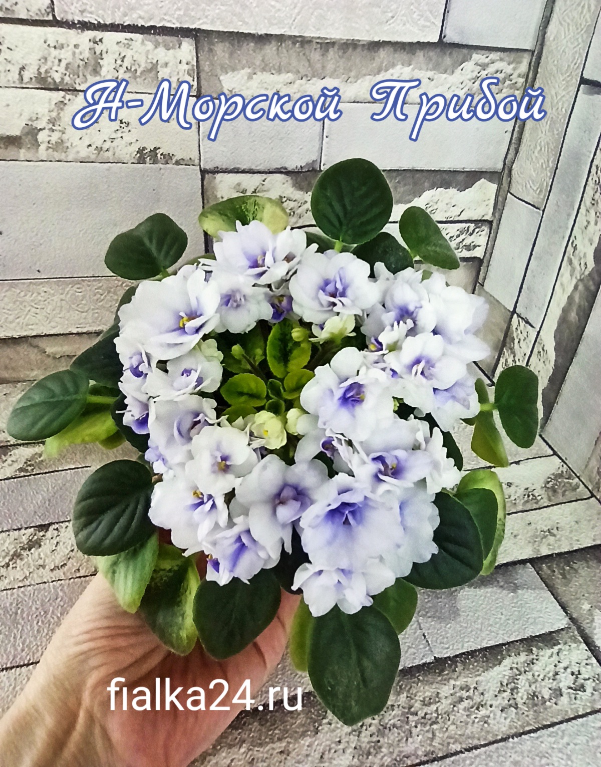 Н-Морской Прибой