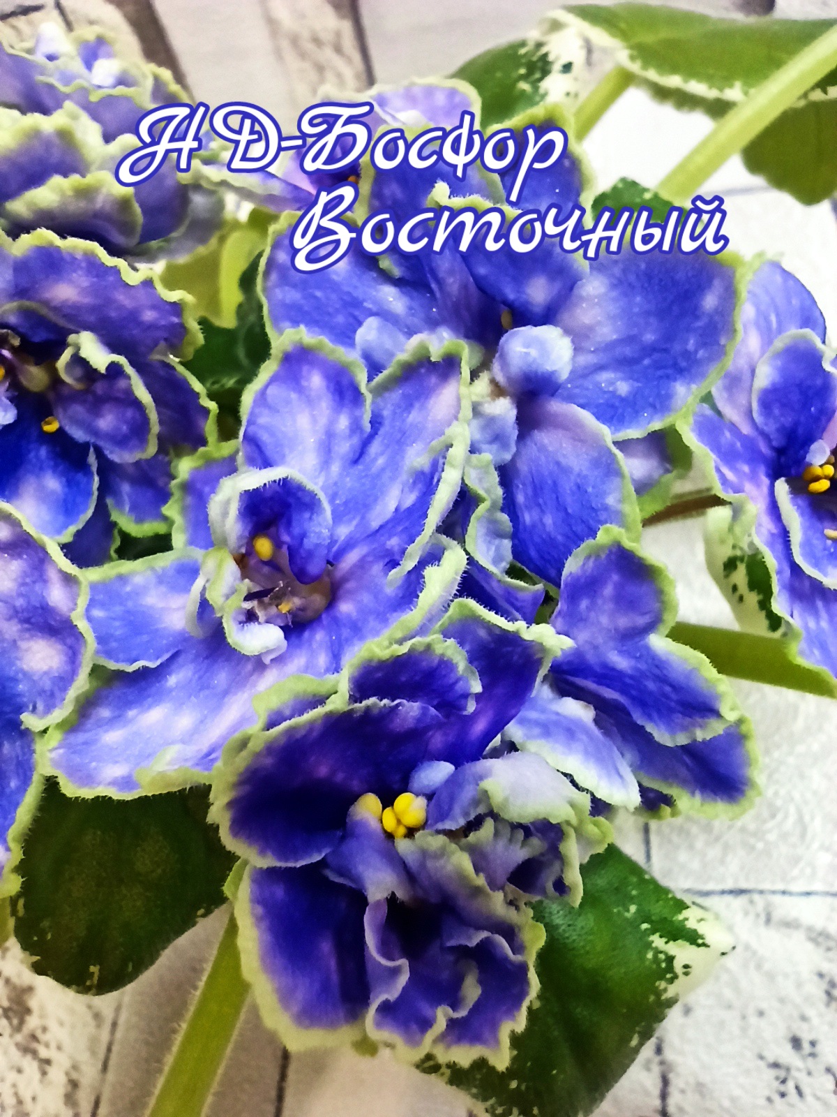 НД-Босфор Восточный