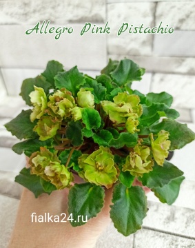 Allegro Pink Pistachio (Stromborg)