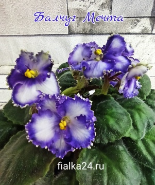 Балчуг Мечта (И.Милехин)