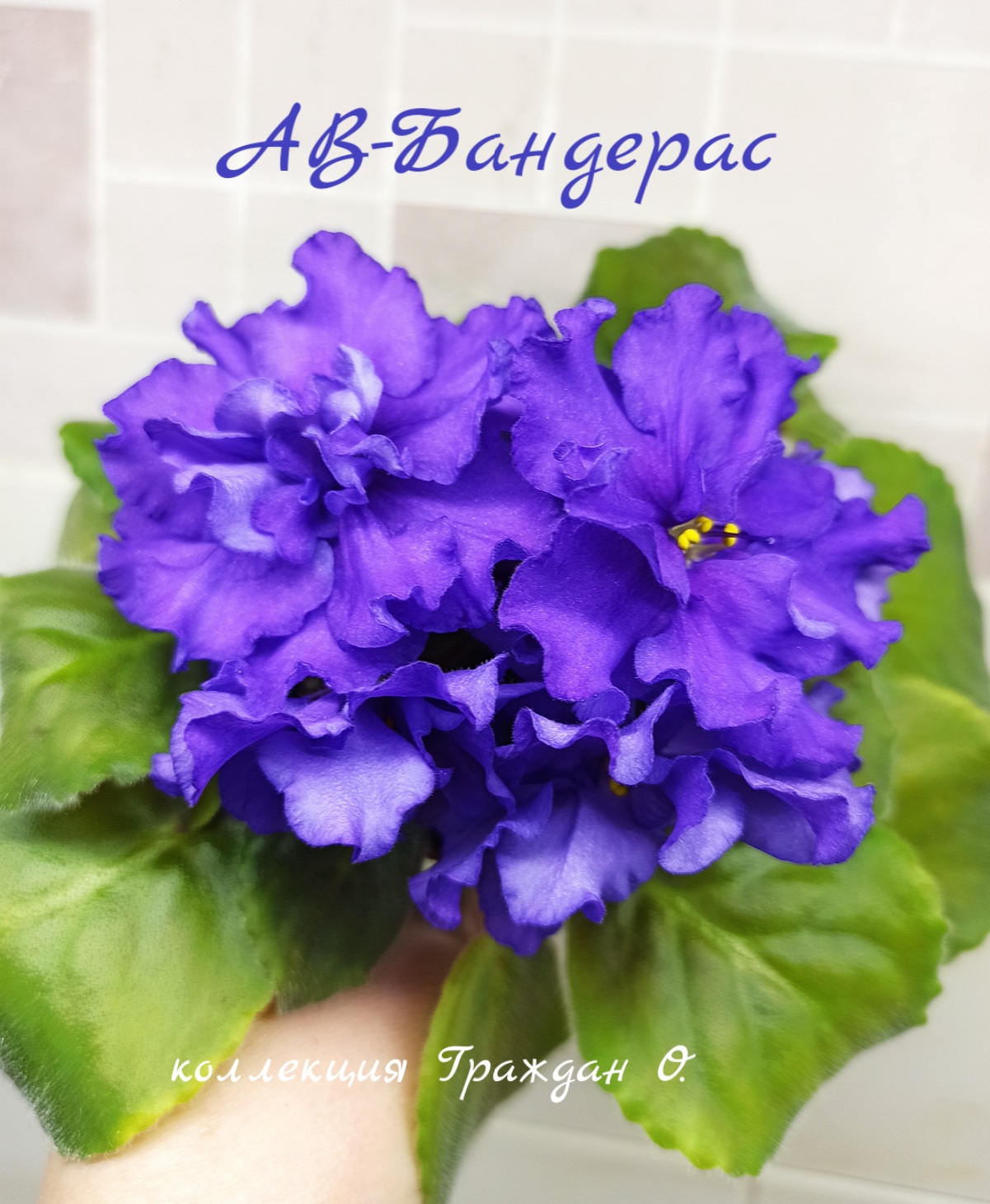 АВ-Бандерас