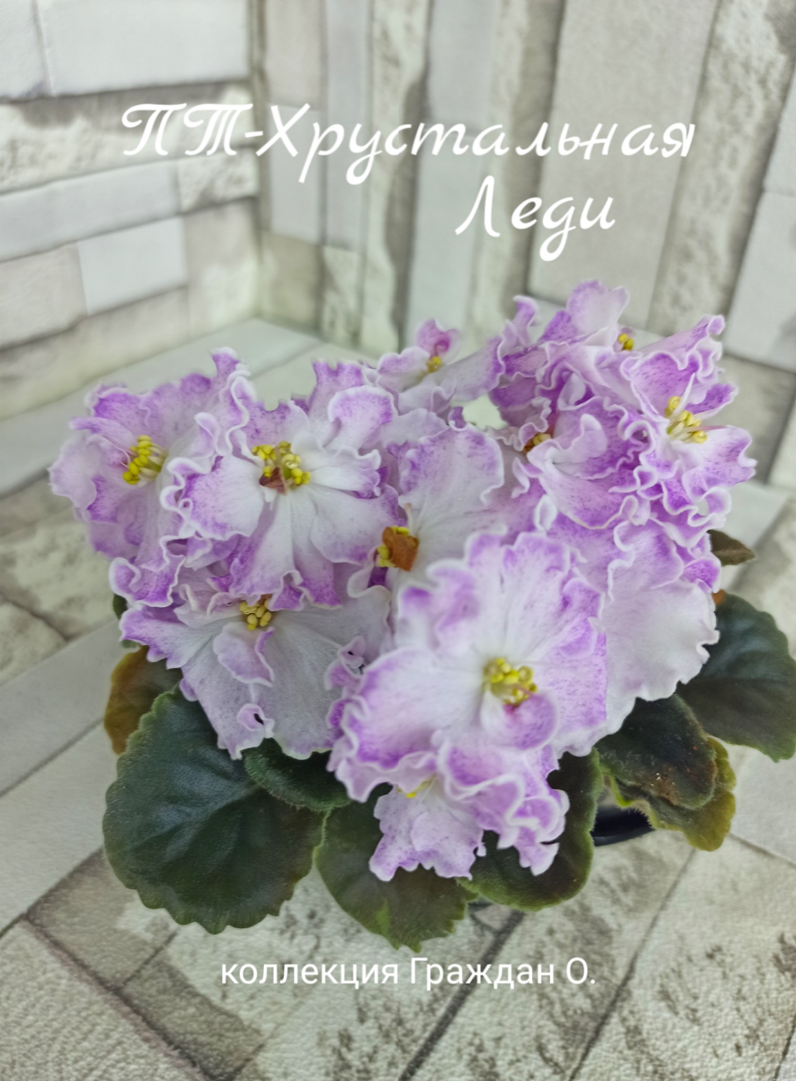 ПТ-Хрустальная Леди