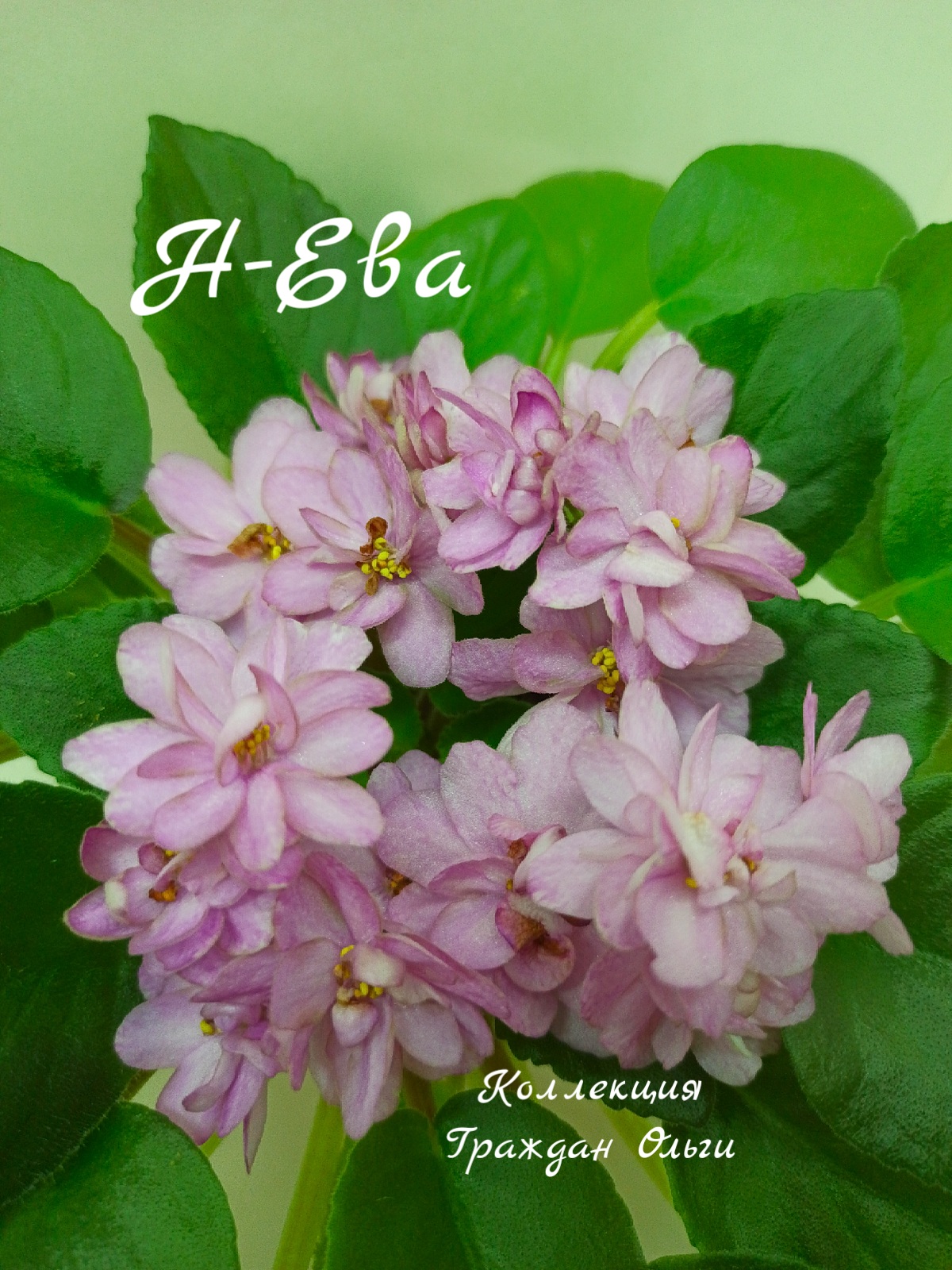 Н-Ева