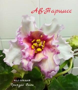 АВ-Нарцисс