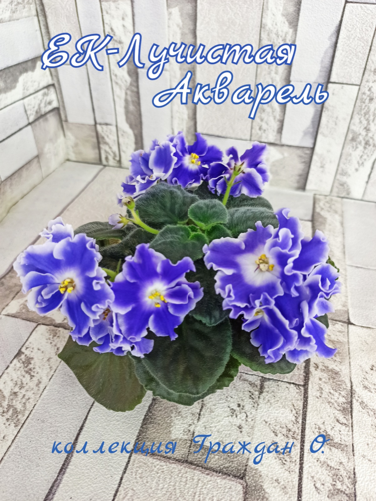 ЕК-Лучистая Акварель