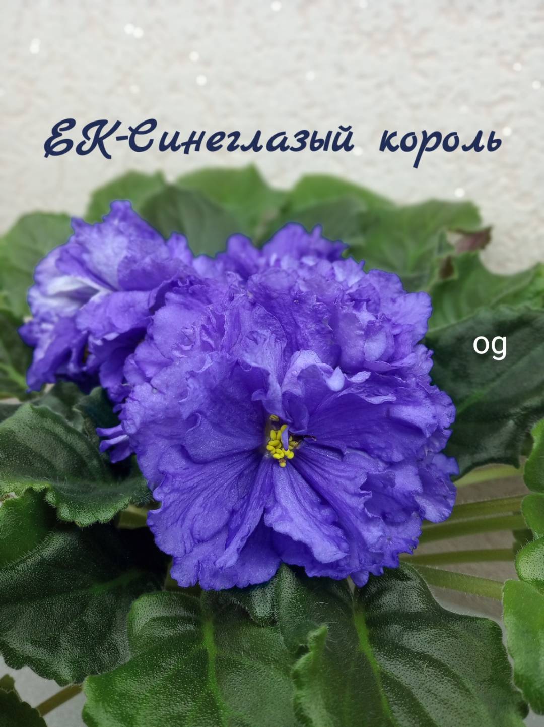 ЕК-Синеглазый король
