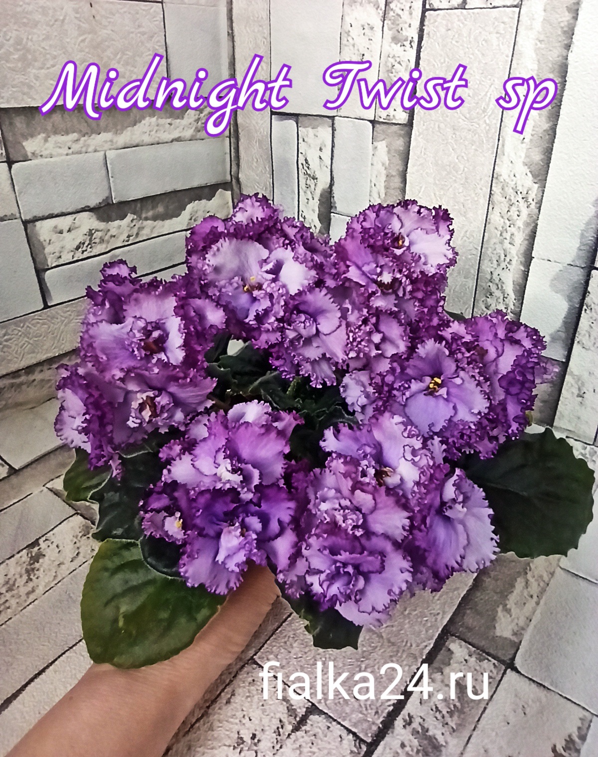 Midnight Twist sport (Sorano)