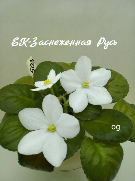 ЕК-Заснеженная Русь