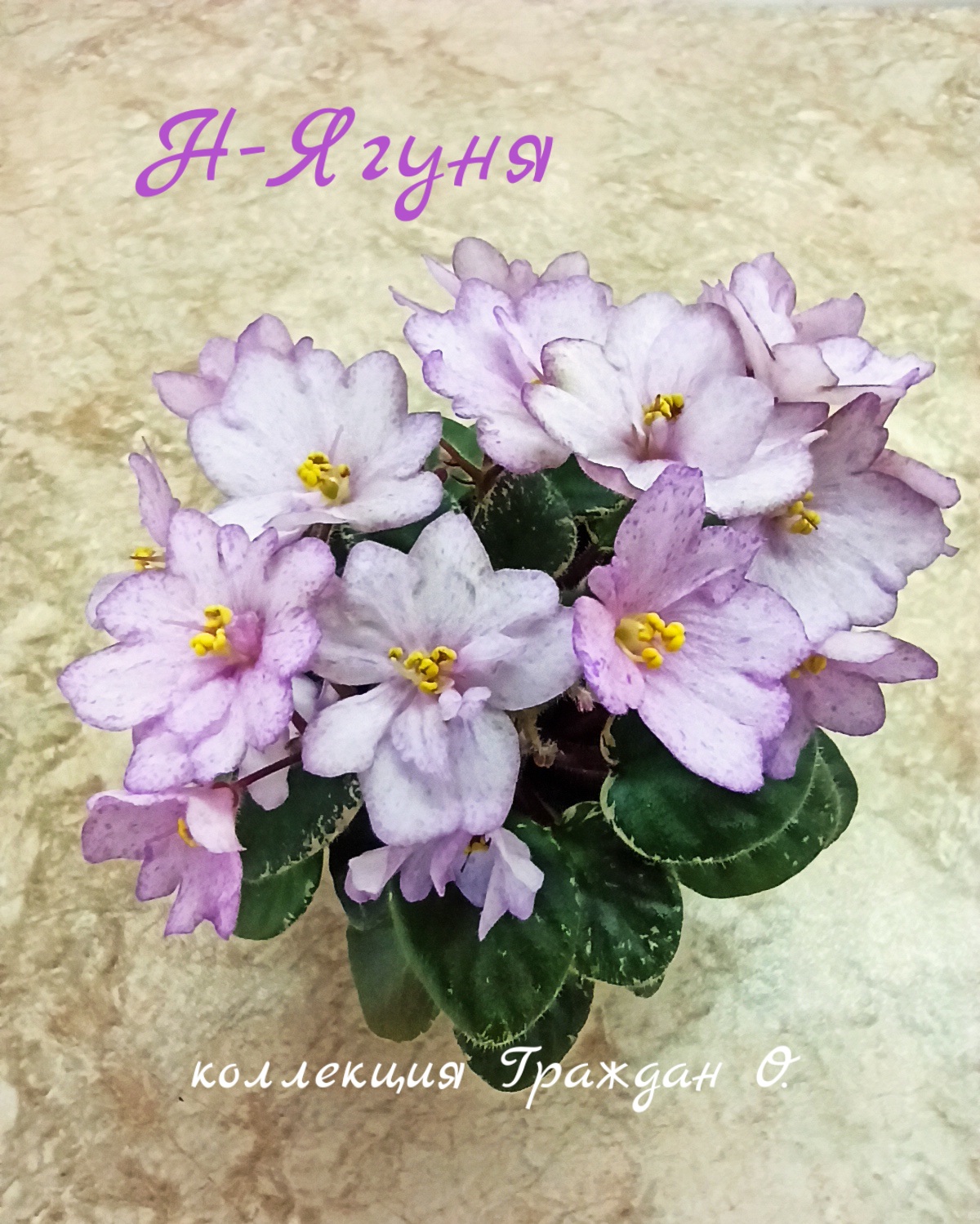 Н-Ягуня