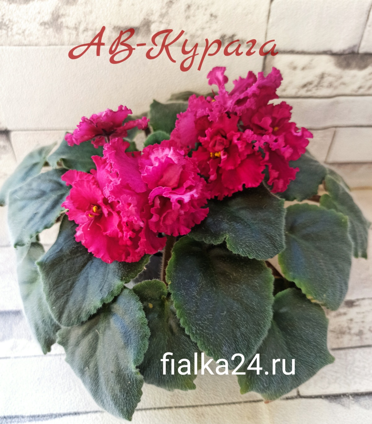АВ-Курага