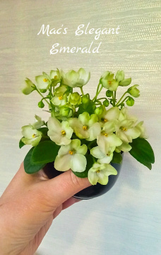 Mac's Elegant Emerald (McDonald)