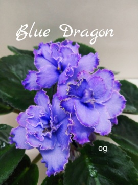 Blue Dragon (Sorano)