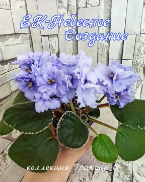ЕК-Небесное Создание