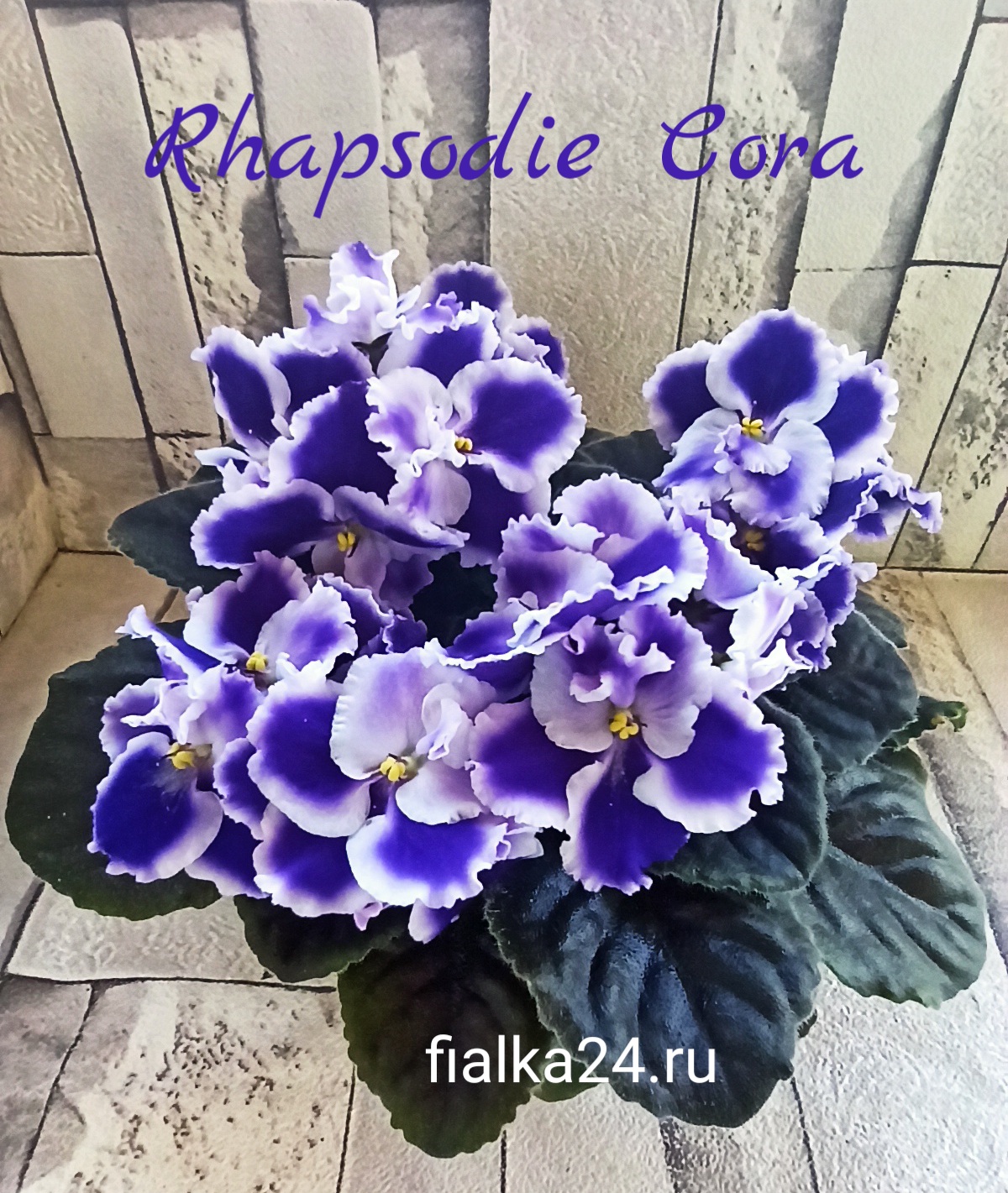 Optimara Rhapsodie Cora (Holtkamp)
