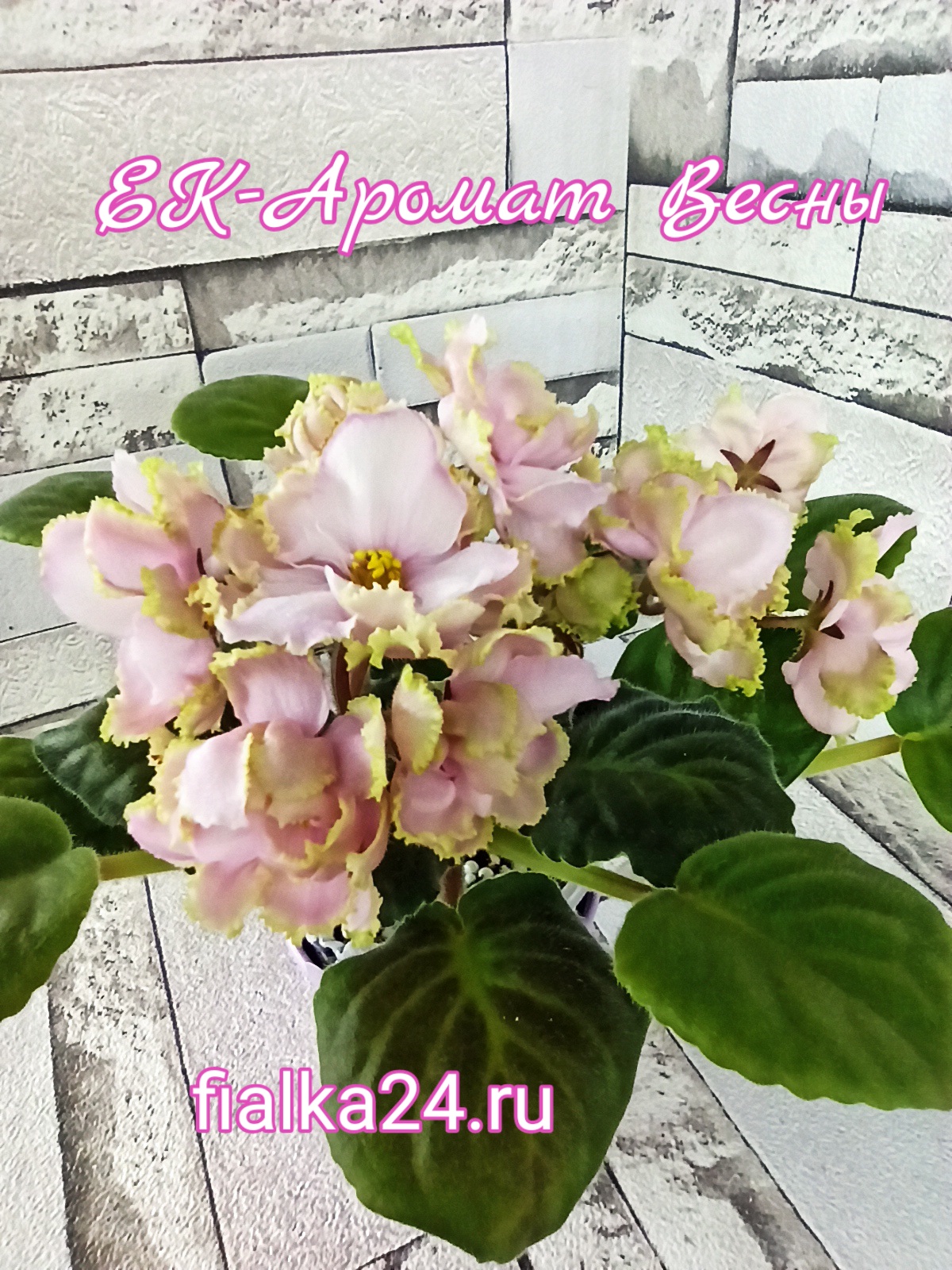 ЕК-Аромат Весны
