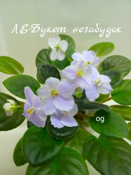 ЛЕ-Букет Незабудок