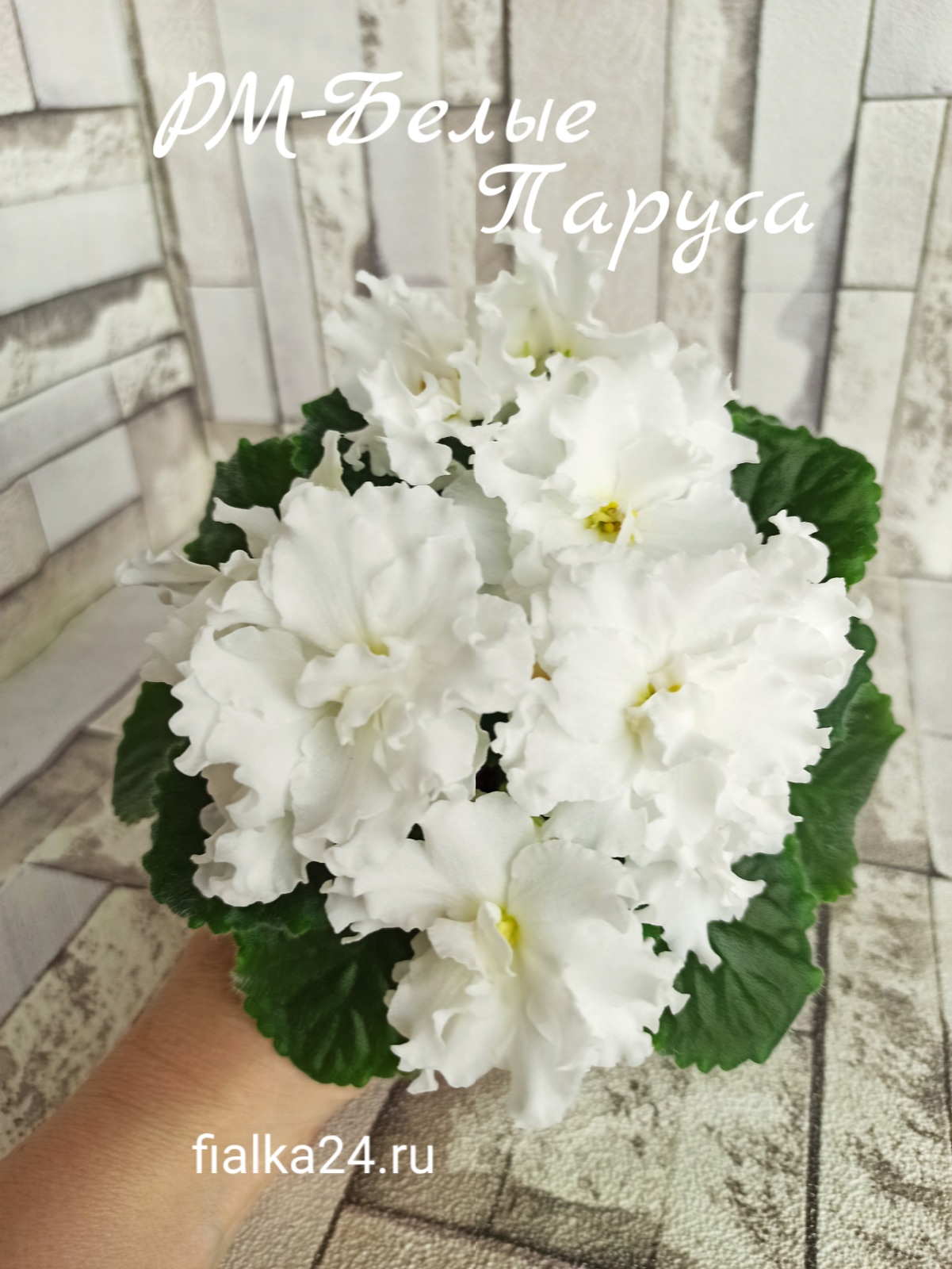 РМ-Белые Паруса