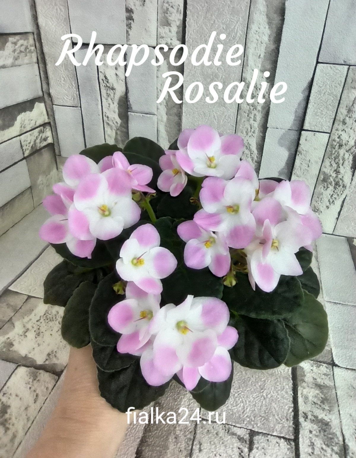 Optimara Rhapsodie Rosaliе (Holtkamp)