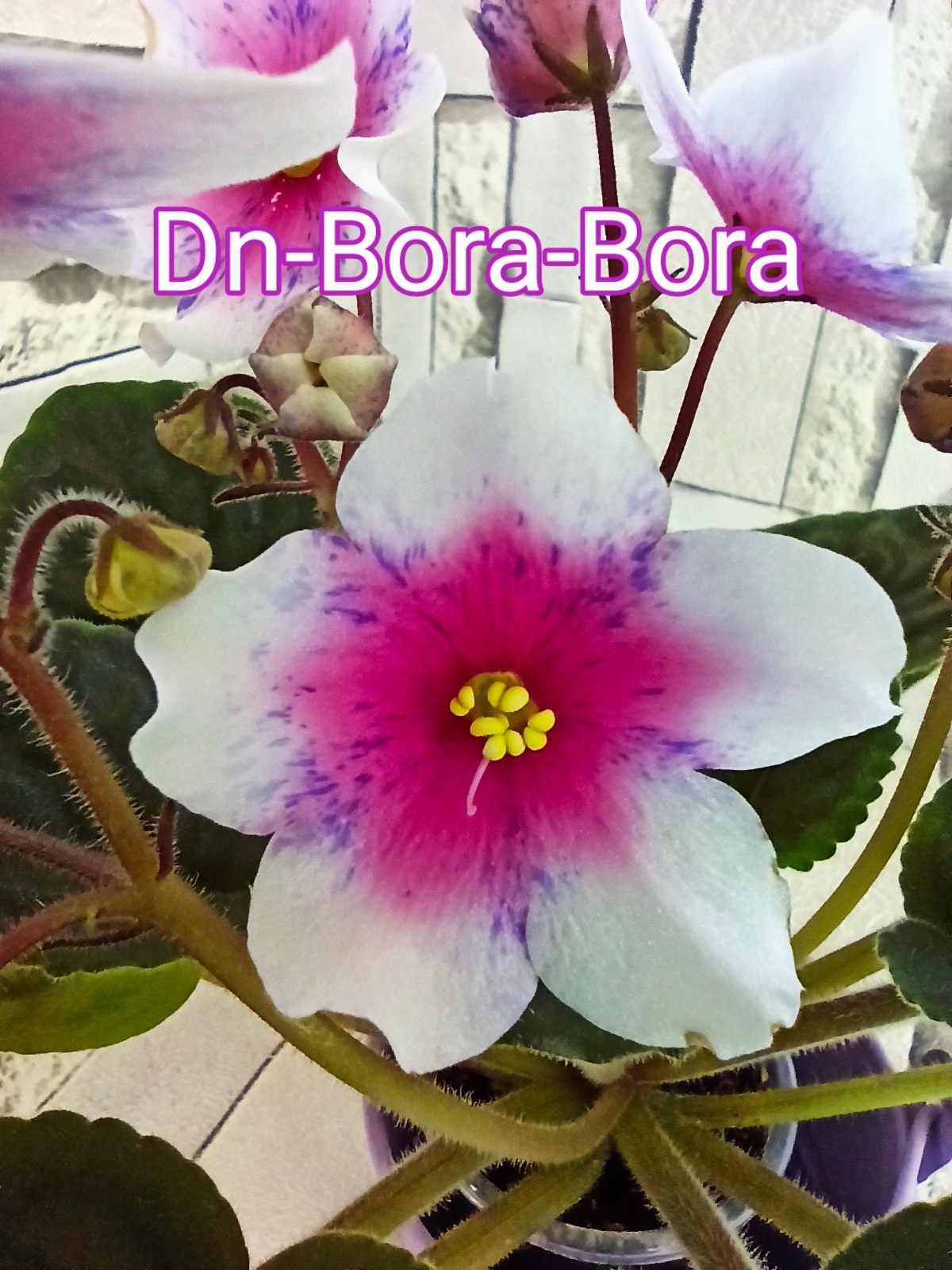 Dn-Bora-Bora