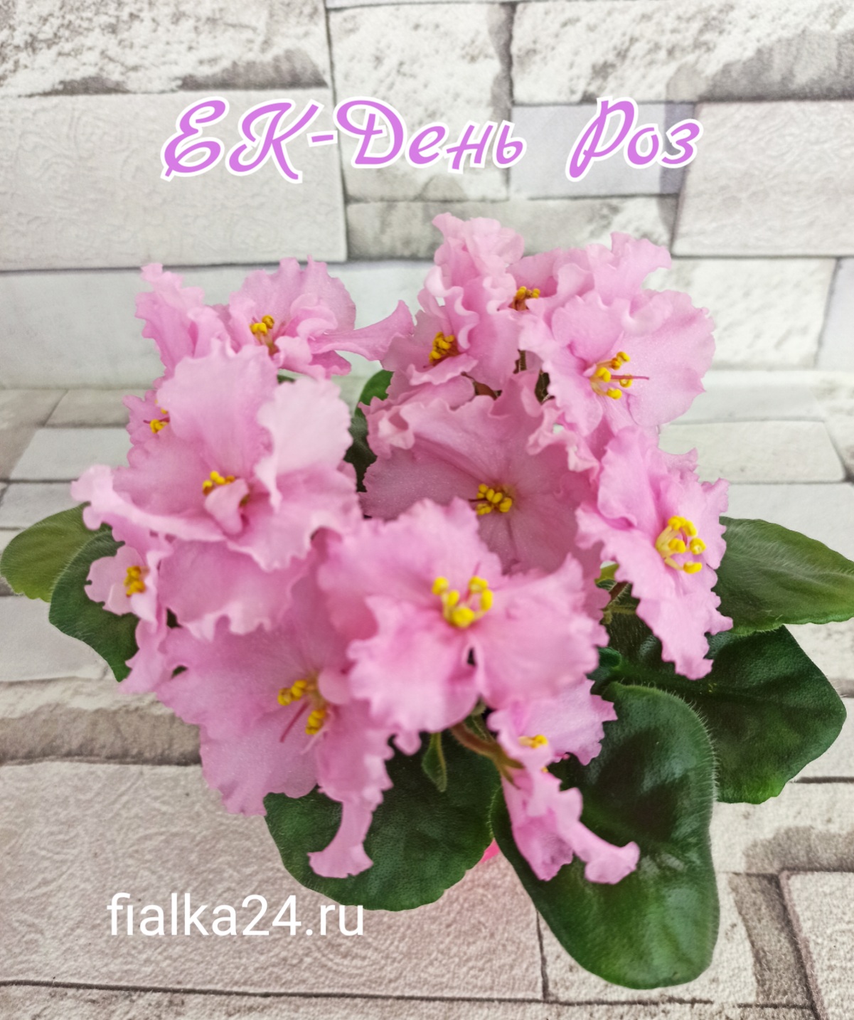 ЕК-День Роз