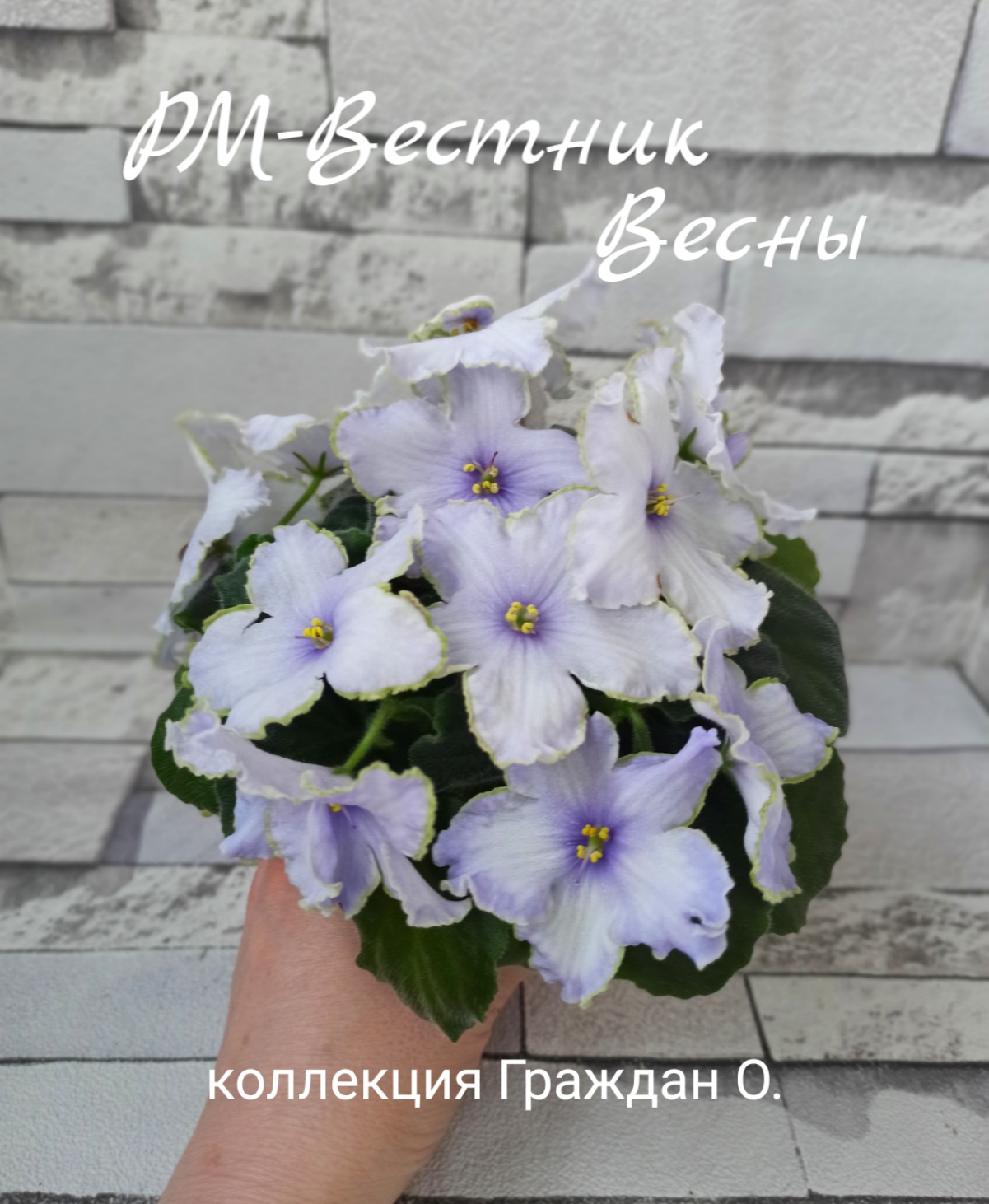 РМ-Вестник Весны