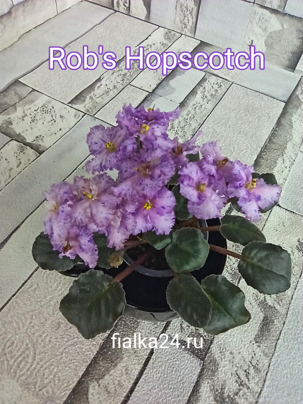 Rob's Hopscotch (Robinson)