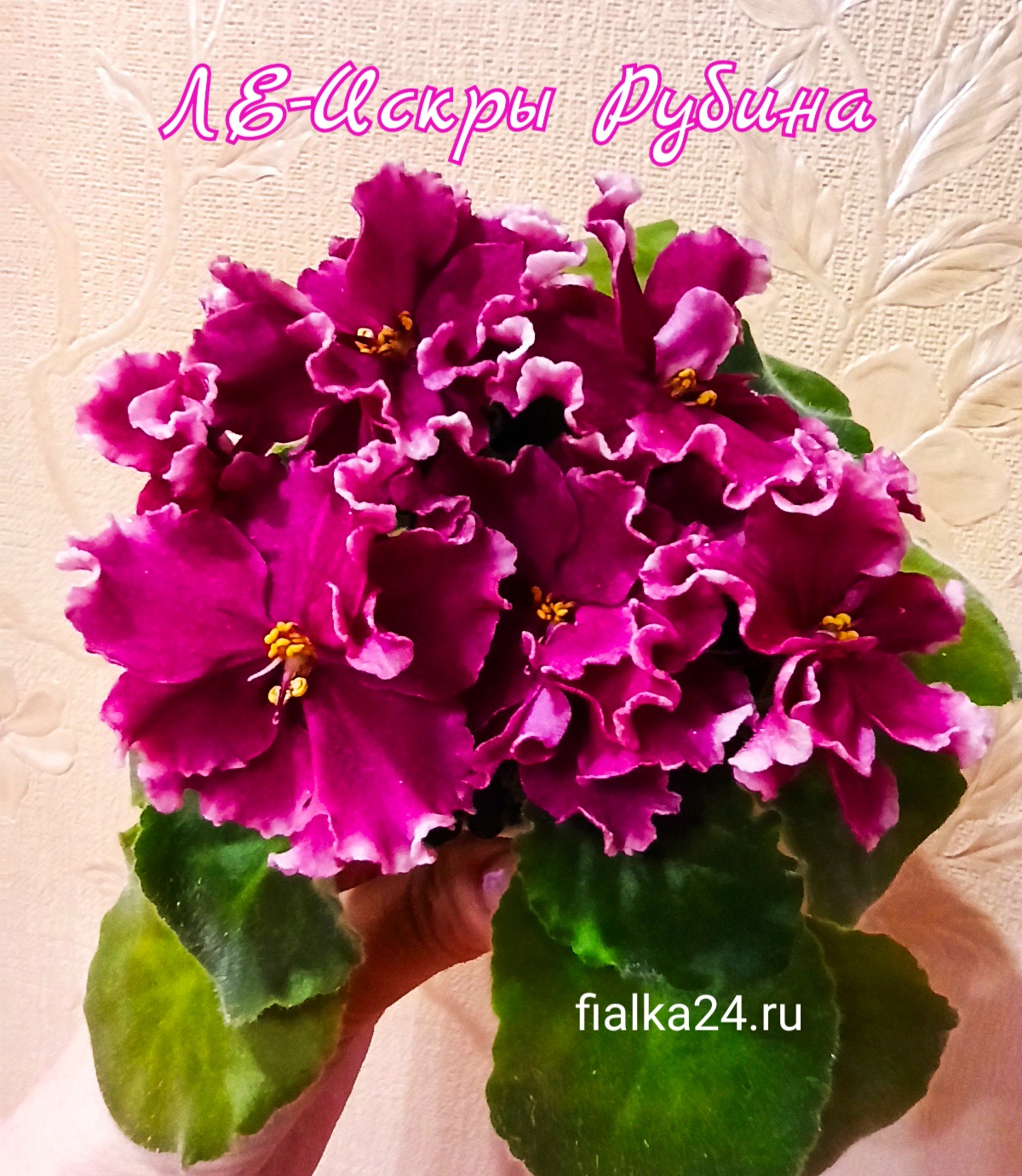 ЛЕ-Искры Рубина