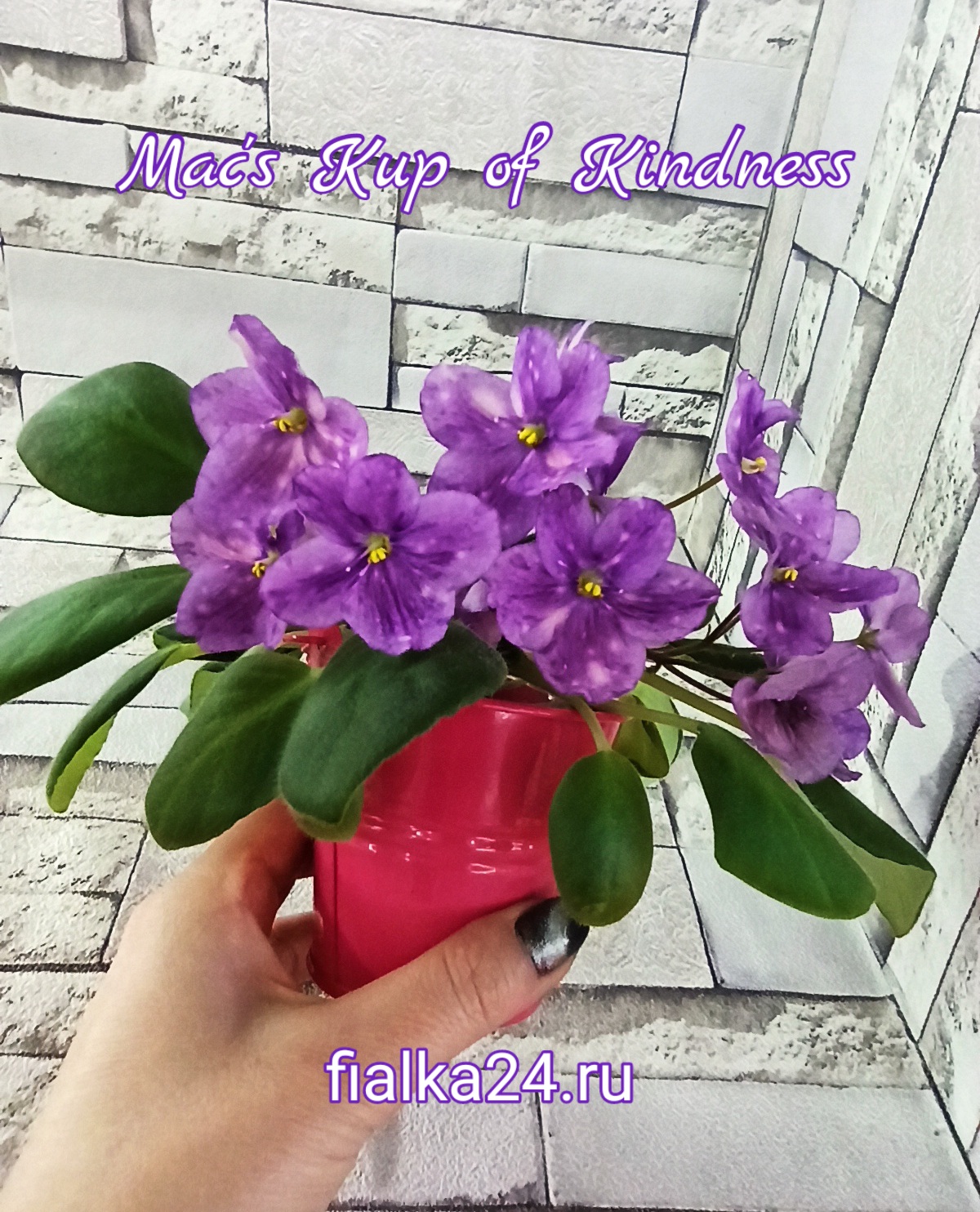 Mac's Kup of Kindness (McDonald)