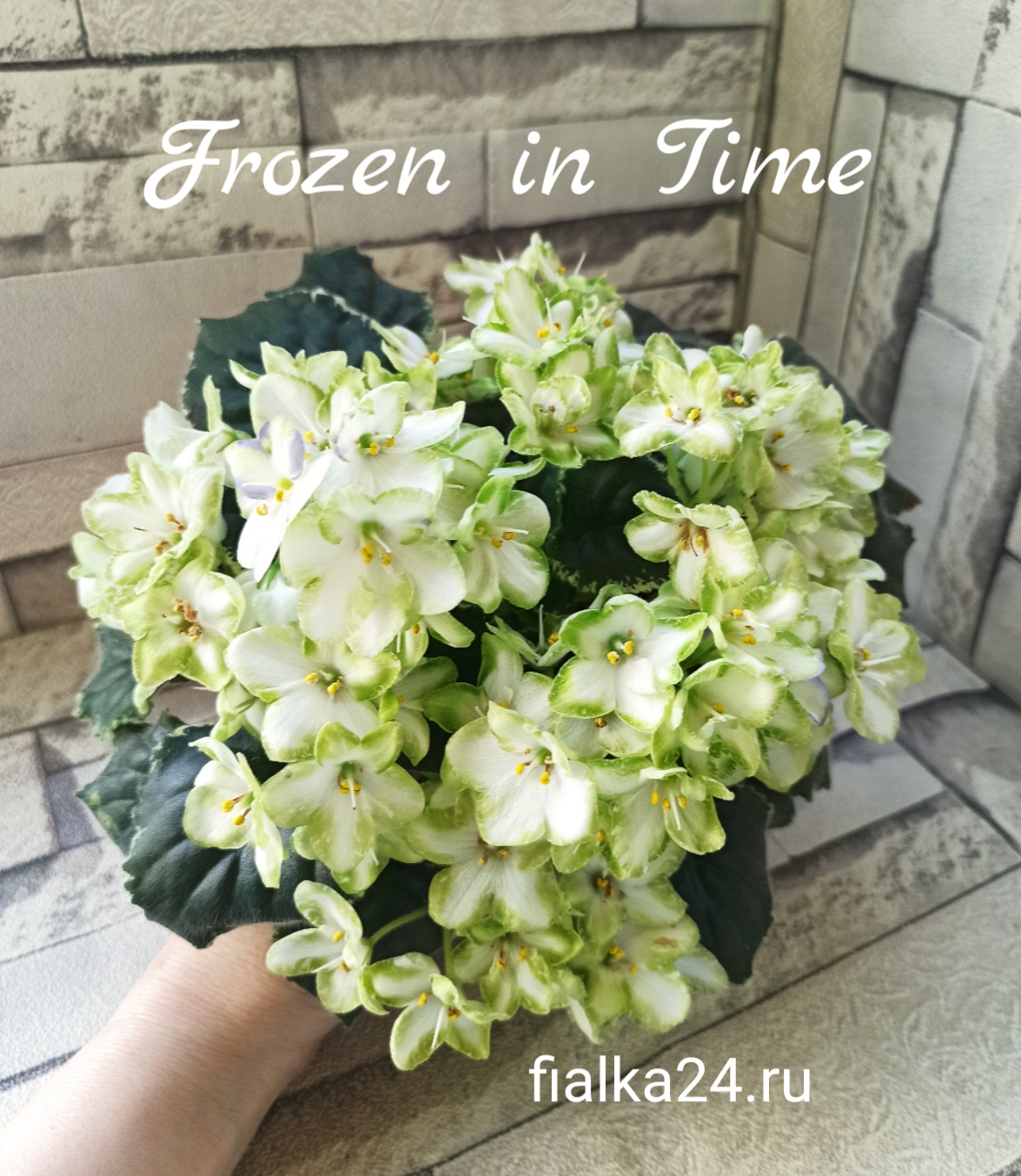 Frozen in Time (LLG/Sorano)