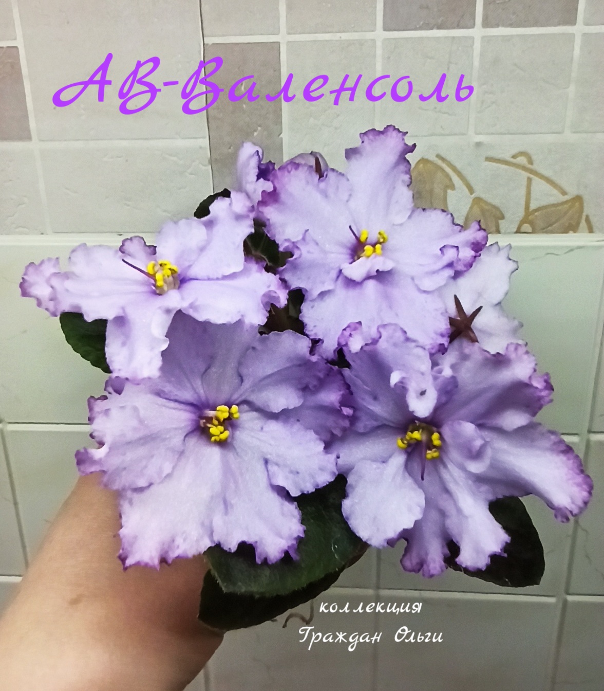 АВ-Валенсоль