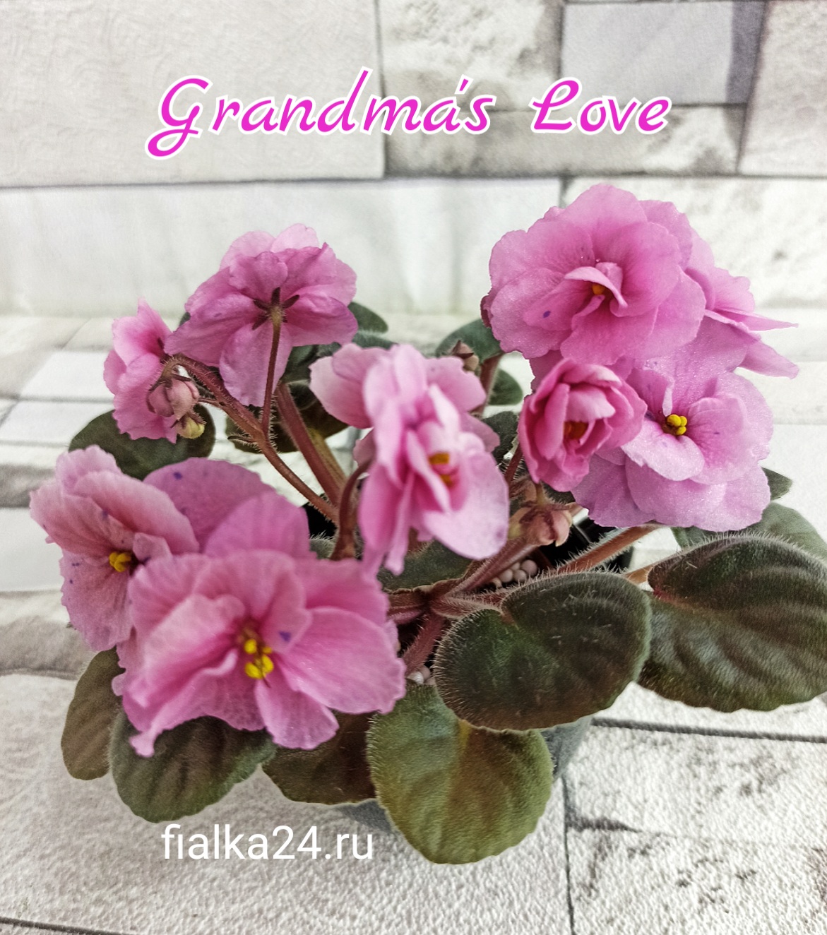 Grandma's Love (LLG/Sorano)