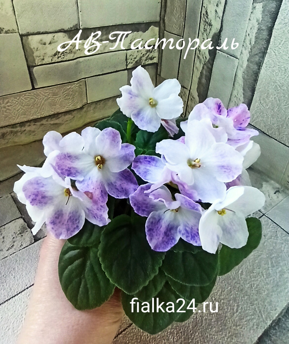 АВ-Пастораль