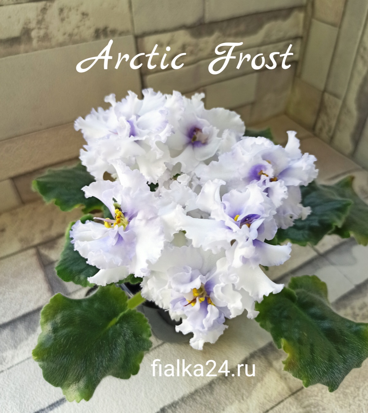 Arctic Frost (Sorano)