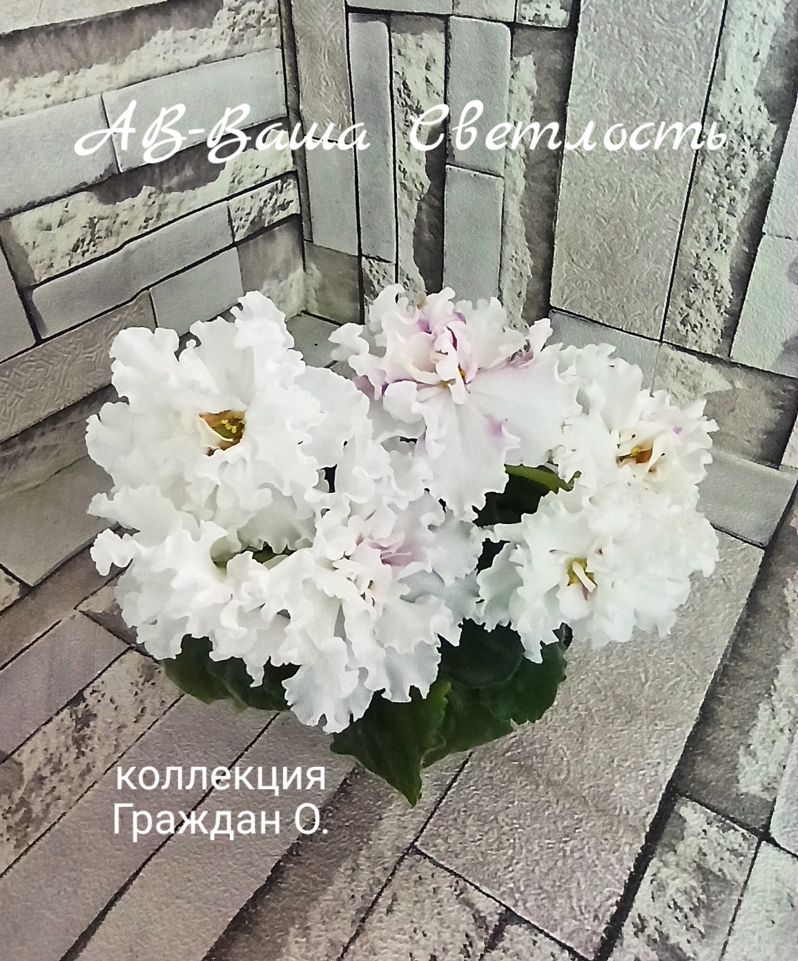 АВ-Ваша Светлость 
